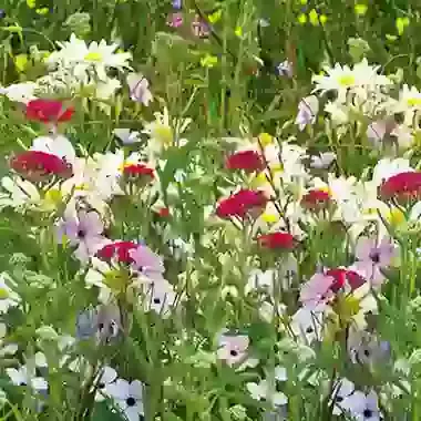 Perennial Persian Carpet Mix 